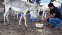 যে বিশ্বাসে বাড়ছে গাধার মাংসের জনপ্রিয়তা